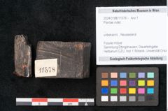 Foto (Objekt + Etikett) von Plantae indet.  (NHMW-GEO-2024-0188-11578)